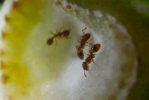 Réf. 317 203 : Temnothorax sp.